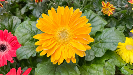 Bright yellow gerbera daisy in full bloom surrounded by lush green leaves for a sunny floral theme.