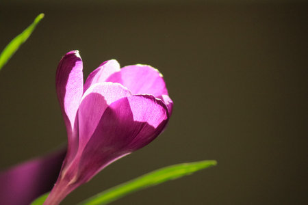 Soft macro of purple Crocus vernus with blurred bud in warm spring sunlight, botanical background.