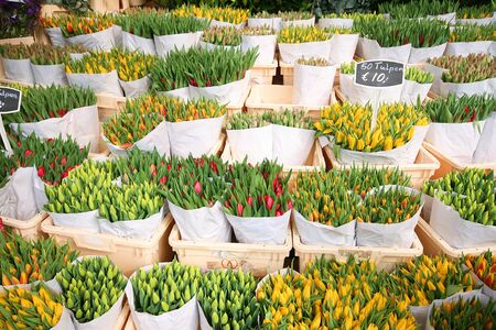 Beautiful tulips stall in Amsterdamの写真素材