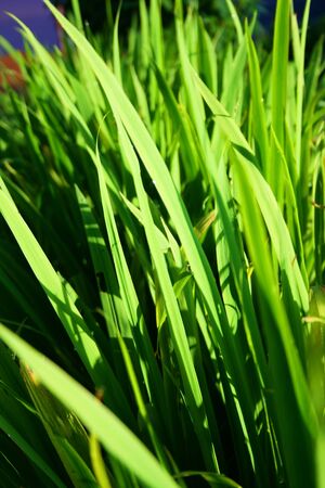 Close up Rice plant in Thailand