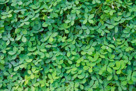 Green leave background