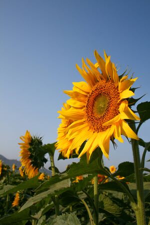Sunflower fieldの写真素材