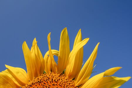 Sunflower with blue sky templateの写真素材