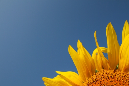 Sunflower with blue sky templateの写真素材
