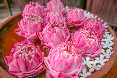 Floating lotus flowersの写真素材