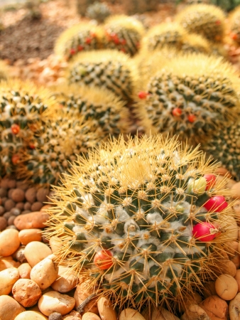Cactus fieldの写真素材