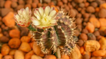 Cactus flowersの写真素材