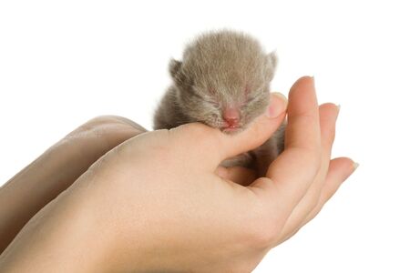 New-born kitten in hands. Isolated on white backgroundの写真素材