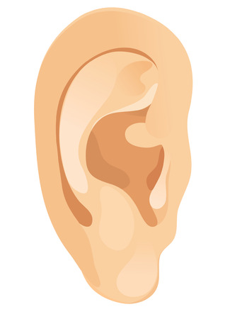 The human ear. Vector illustrationのイラスト素材