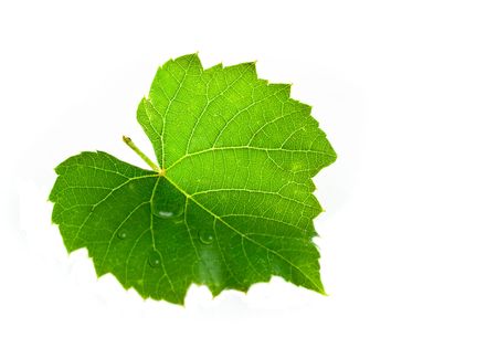 Vine leaf. Isolated on whiteの写真素材
