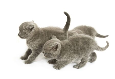 Three small funny kittens. Isolated on white backgroundの写真素材