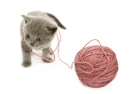 Small funny kitten and clew of thread . Isolated on white backgroundの写真素材