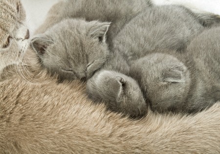 Small kittens and mother-cat. Isolated on white backgroundの写真素材