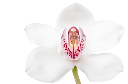 Flower - white orchid. Isolated on white backgroundの写真素材