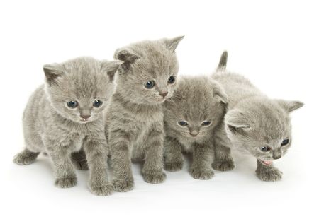 Four small funny kittens. Isolated on white backgroundの写真素材