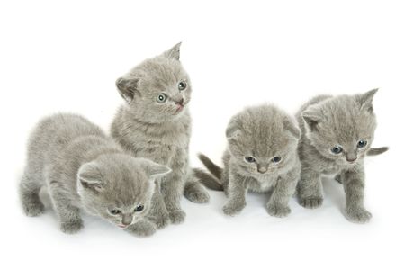 Four small funny kittens. Isolated on white backgroundの写真素材