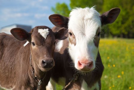 Close up of a two young calfs