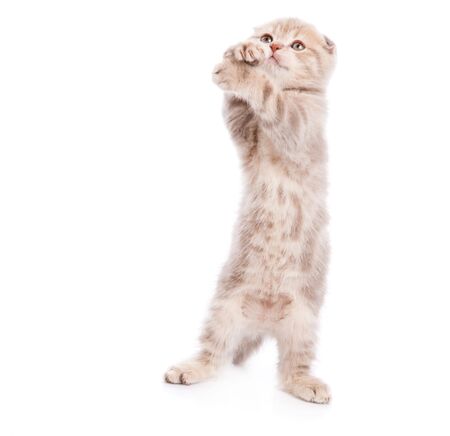 Small funny Kitten. Isolated on white backgroundの写真素材