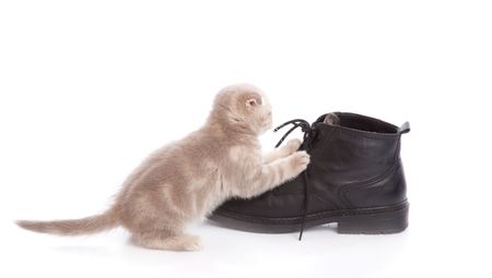 Small funny Kitten. Isolated on white backgroundの写真素材