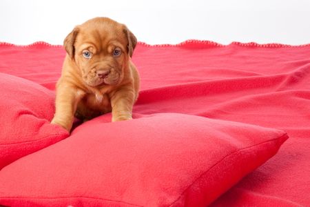Puppy of Dogue de Bordeaux (French mastiff). Isolated on white backgroundの写真素材