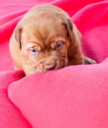 Puppy of Dogue de Bordeaux (French mastiff). Isolated on white backgroundの写真素材