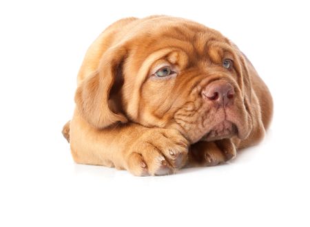 Puppy of Dogue de Bordeaux (French mastiff). Isolated on white backgroundの写真素材