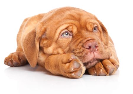 Puppy of Dogue de Bordeaux (French mastiff). Isolated on white backgroundの写真素材