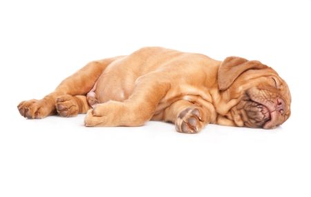 Puppy of Dogue de Bordeaux (French mastiff). Isolated on white backgroundの写真素材