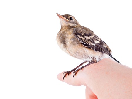 Nestling of bird (wagtail) on hand. Isolated on whiteの写真素材