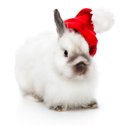 a funny rabbit in a christmas cap. isolated on a white backgroundの写真素材