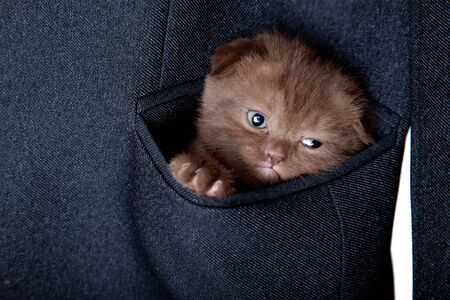 a little funny scottish fold kitten in the pocketの写真素材