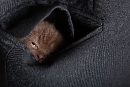 a little funny scottish fold kitten in the pocketの写真素材