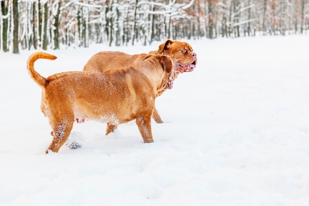 Two dogs (bordeaux mastiff) in winter forestの写真素材