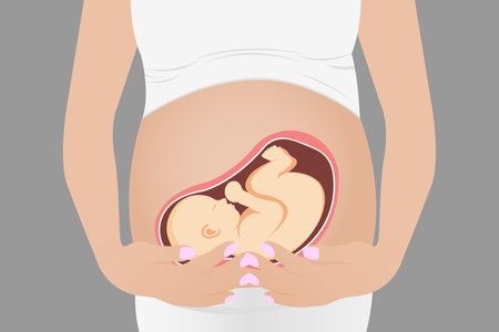 Pregnant woman, expectant mother hugs her belly with her handsのイラスト素材