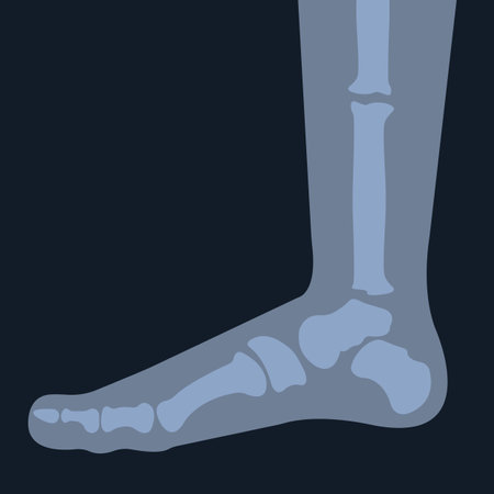x-ray of the foot skeleton. human leg bones. joint anatomyのイラスト素材