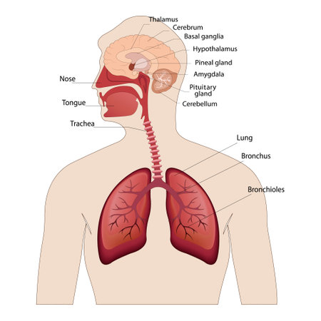image of the anatomy of the lungs and brain the location of the internal organs of the human bodyのイラスト素材