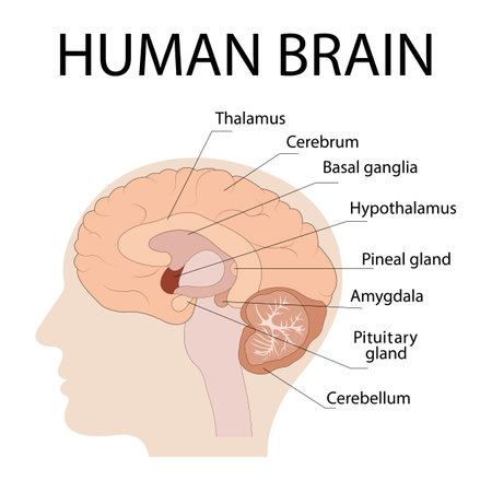 Vector isolated illustration of brain components in the human head. detailed anatomy of the human brain. Medical infographic for poster, education, science, and medicineのイラスト素材