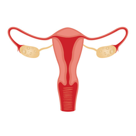 Illustration of the female reproductive system. human anatomyのイラスト素材