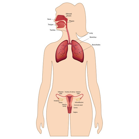 human, anatomy, internal, medical, organ, system, diagram, fertility, medicine, pregnancy, biology, chart, science, cervical, scheme, structure, cycle, ovary, reproductive, graphic, flyer, education, hand drew, healthcareのイラスト素材
