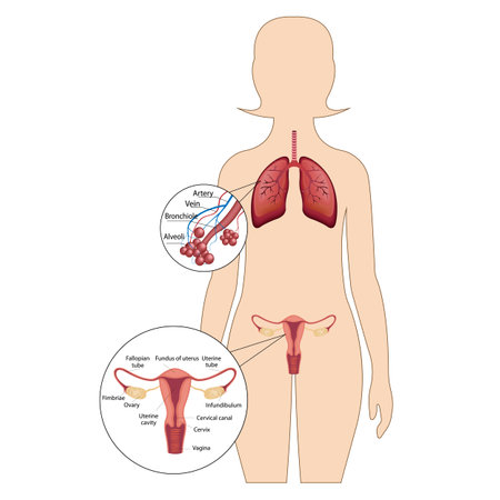 human, anatomy, internal, medical, organ, system, diagram, fertility, medicine, pregnancy, biology, chart, science, cervical, scheme, structure, cycle, ovary, reproductive, graphic, flyer, education, hand drew, healthcareのイラスト素材