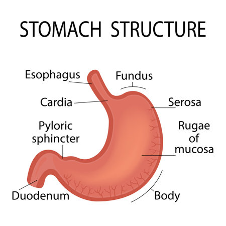 Illustration of the anatomy of the stomach. Scheme of medical education in the biology of the stomach. vector illustrationのイラスト素材