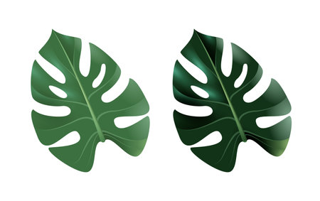 Tropical green leaves collection Monstera, realistic design isolated on white backgroundのイラスト素材