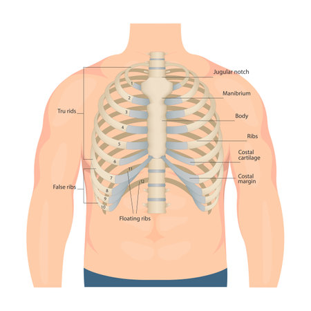 Bones of the human chest. Bones of the chest with the name and description of all areas. Internal view. Human anatomy. Skeletal system for a medicine poster.のイラスト素材