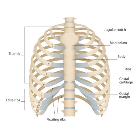 Bones of the human chest. Bones of the chest with the name and description of all areas. Internal...