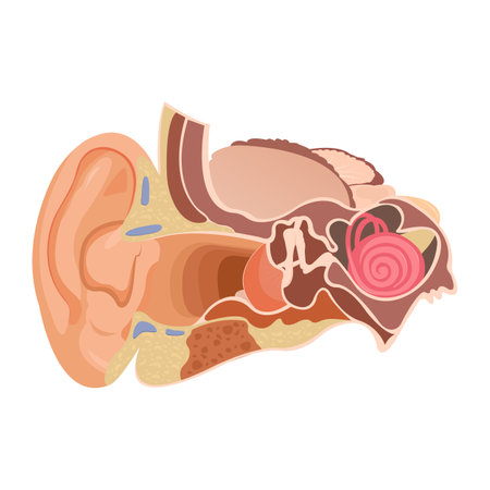 Anatomy of the human ear. The internal structure of the ears, the organ of hearing vector illustration. Human Sound Sensory Organ Medicine infographicのイラスト素材