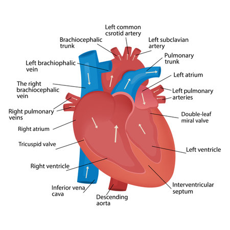 Heart blood flow anatomical diagram with atrium and ventricle system. Vector, medical poster. Blood circulation path scheme with arrows.のイラスト素材