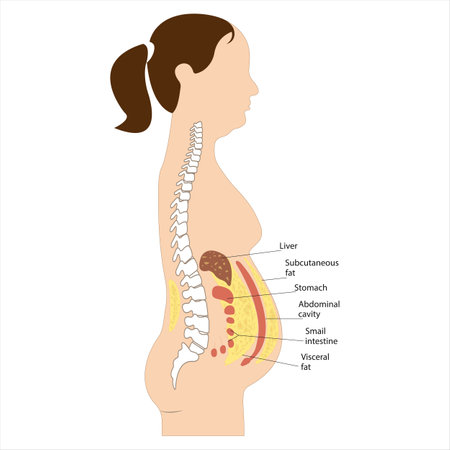 Visceral fat and subcutaneous fat accumulate around organs. Medicine and health diagram about belly fat.のイラスト素材