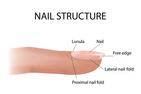 Structure and diagram of the nail. Cross-section and anatomy of nailsのイラスト素材