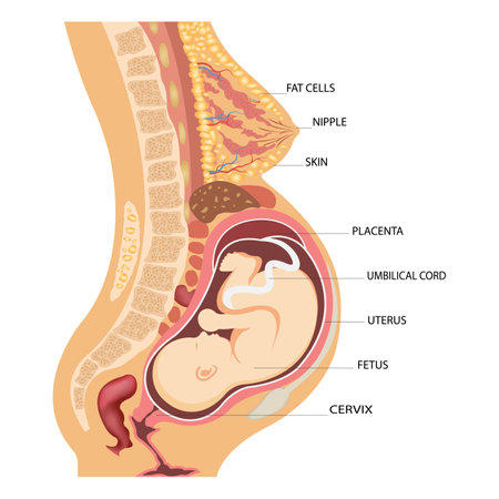 Biology Educational Scheme for a Baby in the Womb Diagram. Anatomy of a pregnant womanのイラスト素材