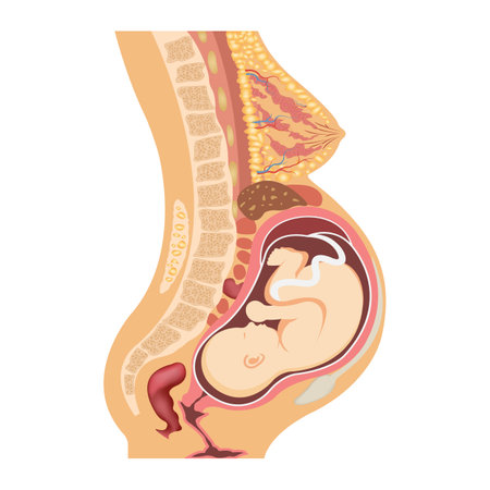 Pregnancy anatomy. Vector illustration of uterus with fetus and organs aroundのイラスト素材